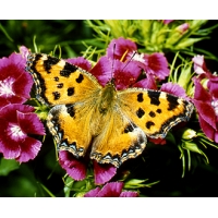 Large Tortoiseshell polychloros  Pupae
